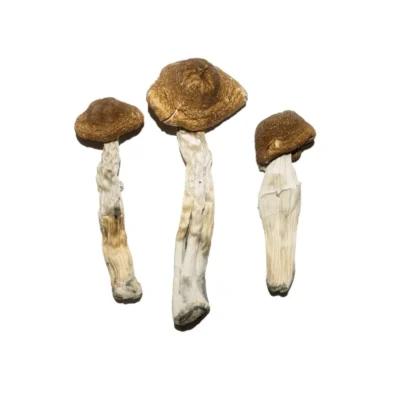 Dried brazilian mushrooms with reddish brown caps